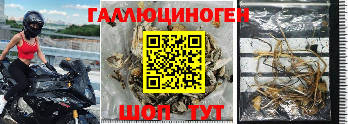 Галлюциногенные грибы Psilocybine cubensis Чита